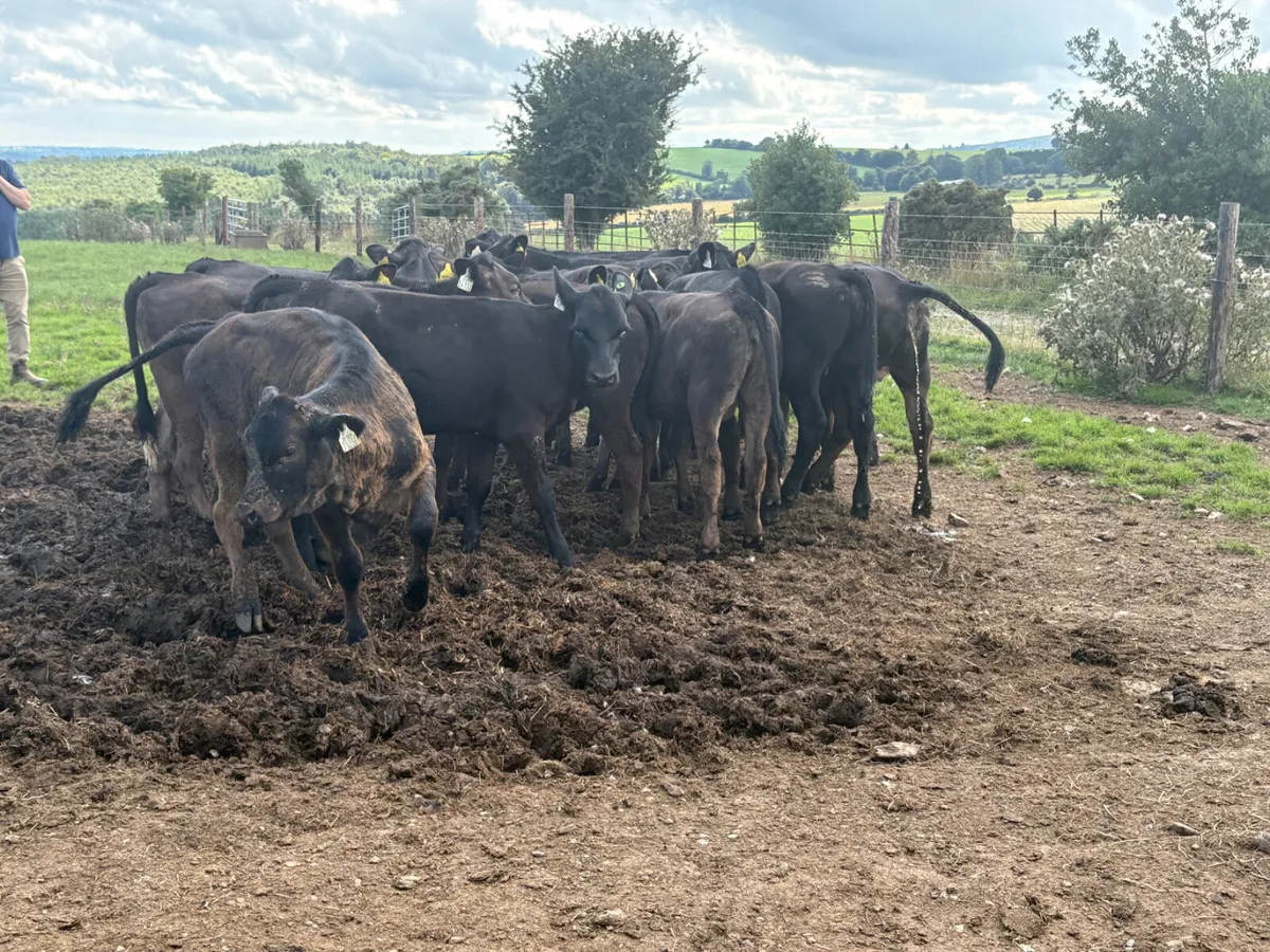 16 LIM AAX AUBX heifers - Image 3