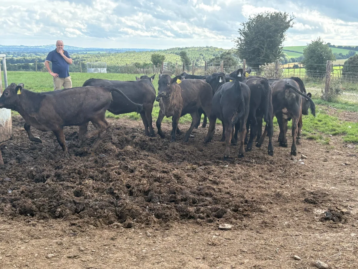 16 LIM AAX AUBX heifers - Image 4