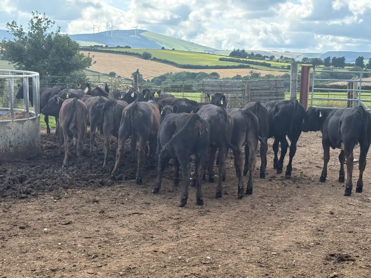 16 LIM AAX AUBX heifers - Image 2
