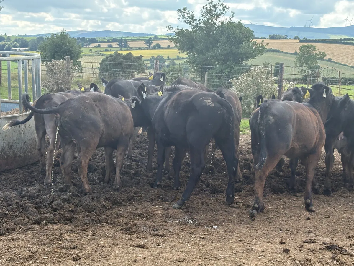 16 LIM AAX AUBX heifers - Image 1