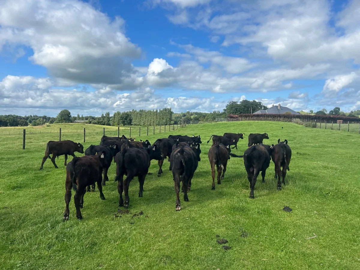 20 super  Angus  bull  weanlings - Image 2