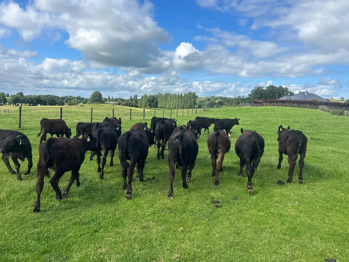 20 super  Angus  bull  weanlings - Image 3