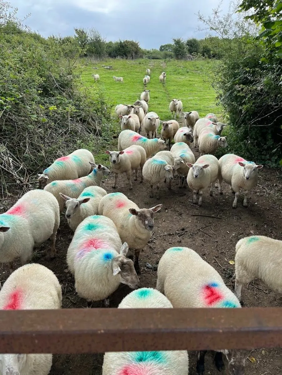 Ewe Lambs - Image 1