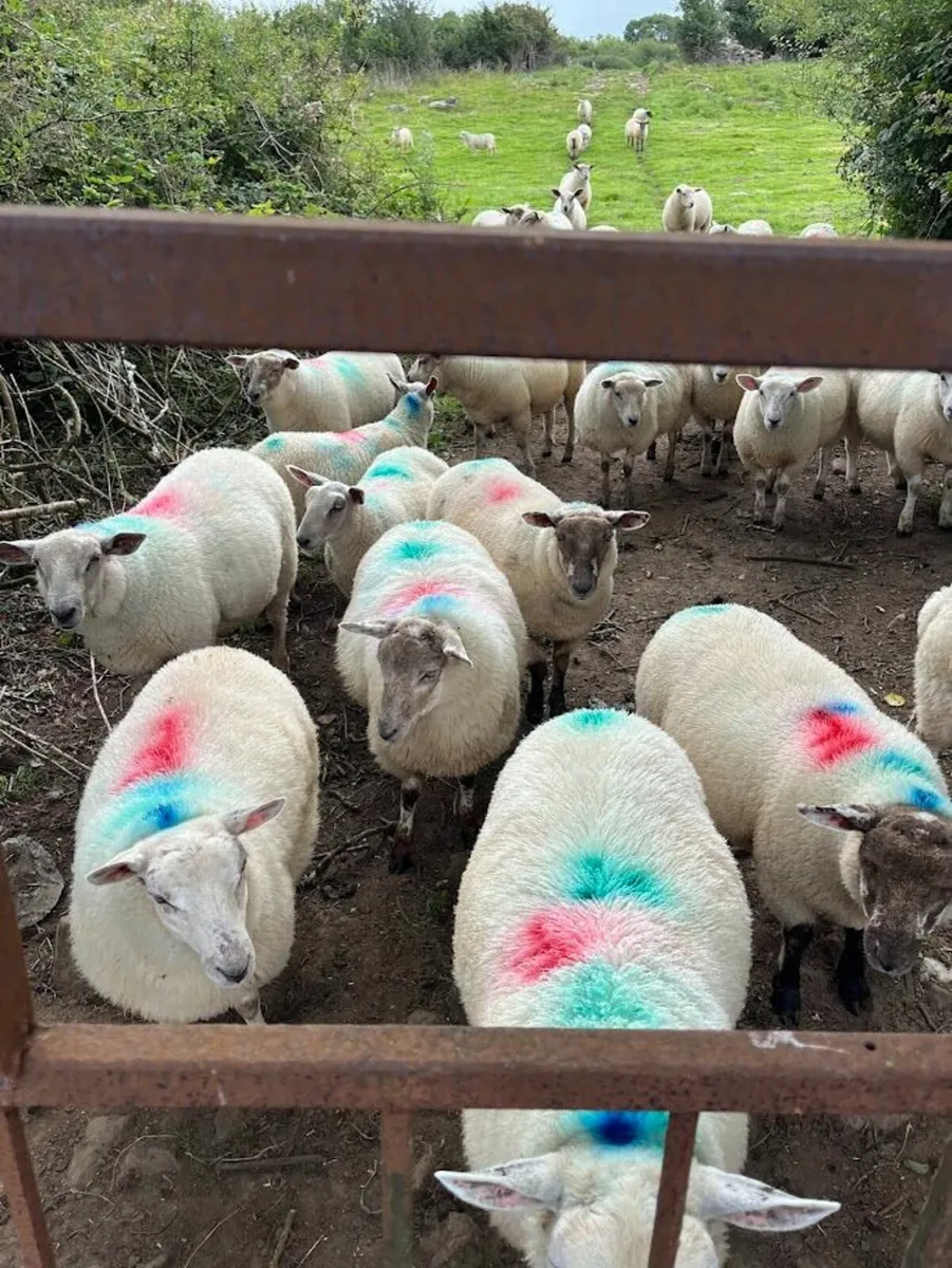 Ewe Lambs - Image 2