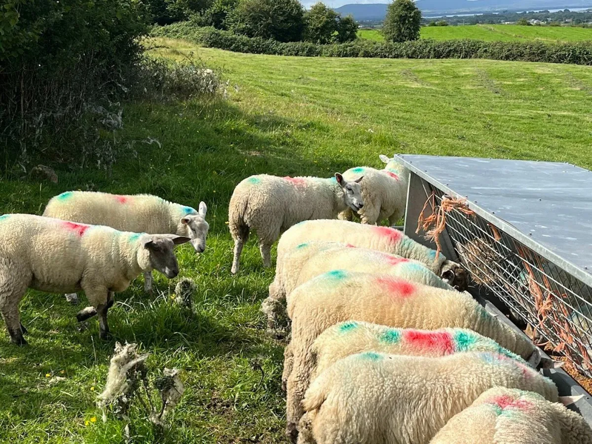 Ewe Lambs - Image 3