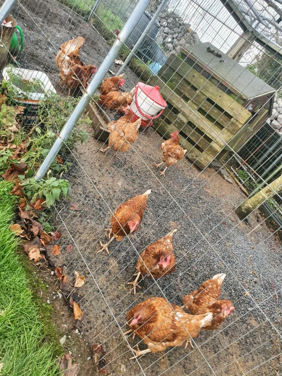 Rhode island red - Image 1