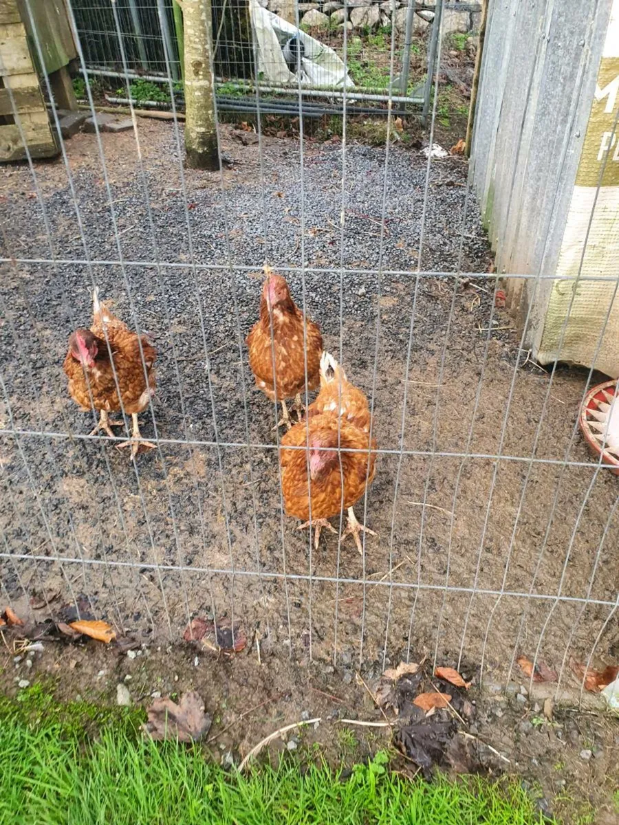 Rhode island red - Image 2