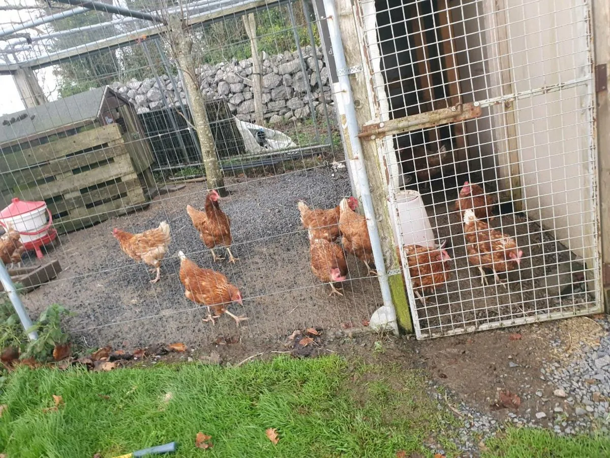 Rhode island red - Image 3