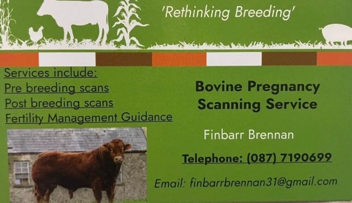 Bovine Pregnancy Scanning - Image 1