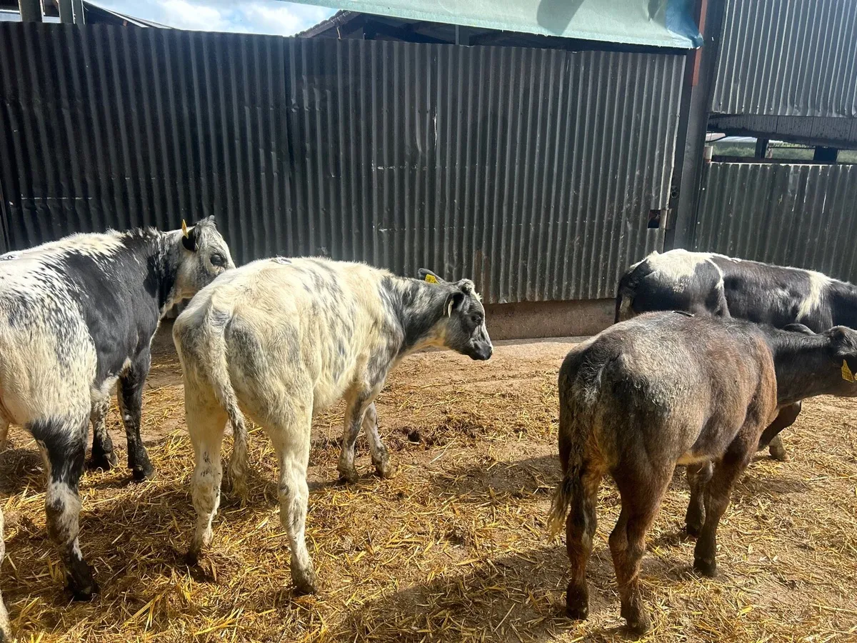 5 super  blue weanling heifers - Image 1