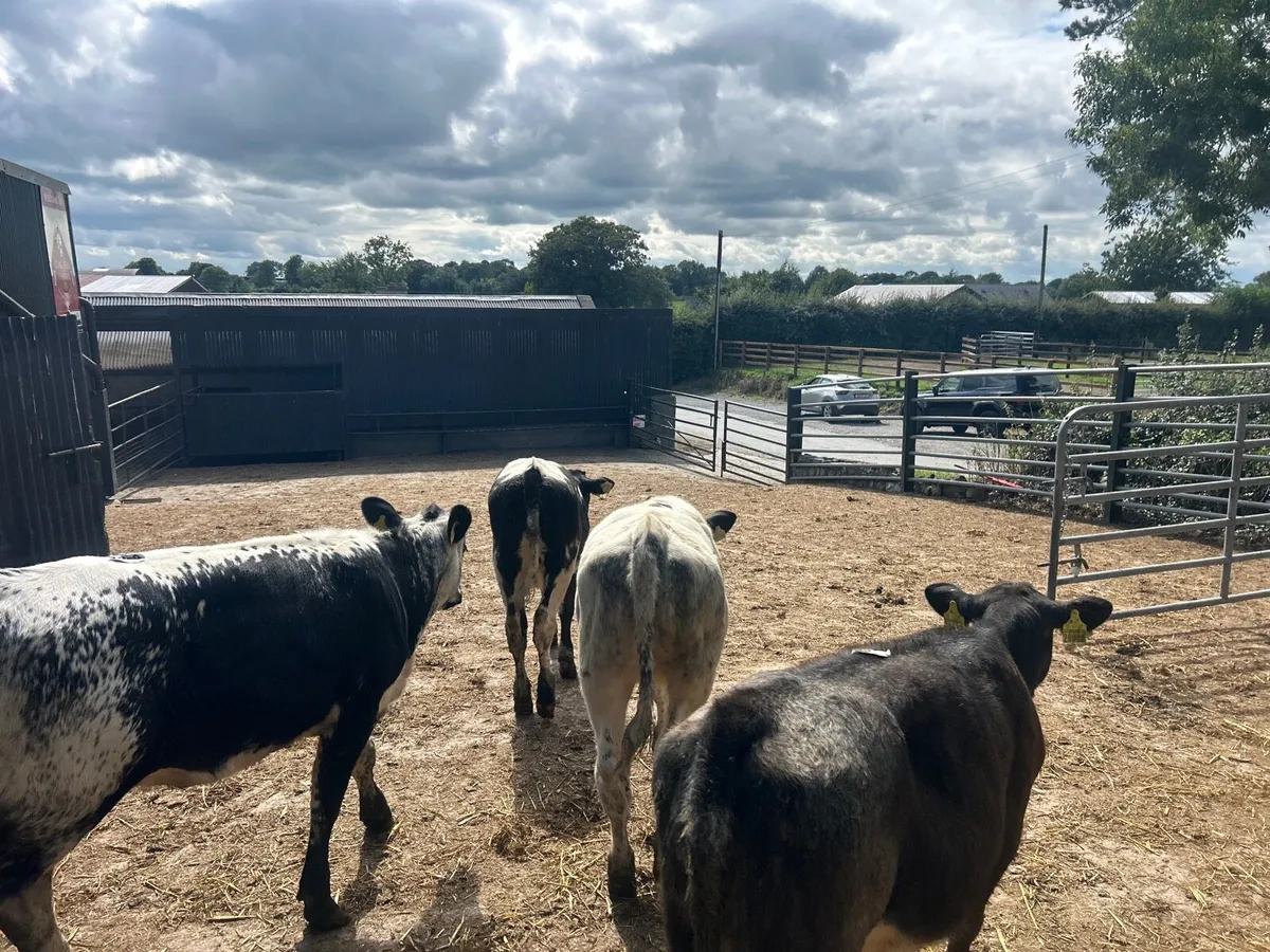 5 super  blue weanling heifers - Image 2