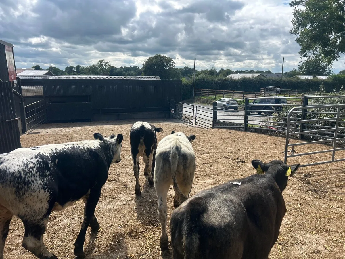5 super  blue weanling heifers - Image 3