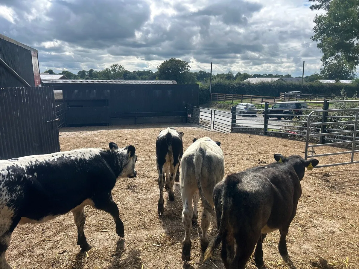 5 super  blue weanling heifers - Image 4