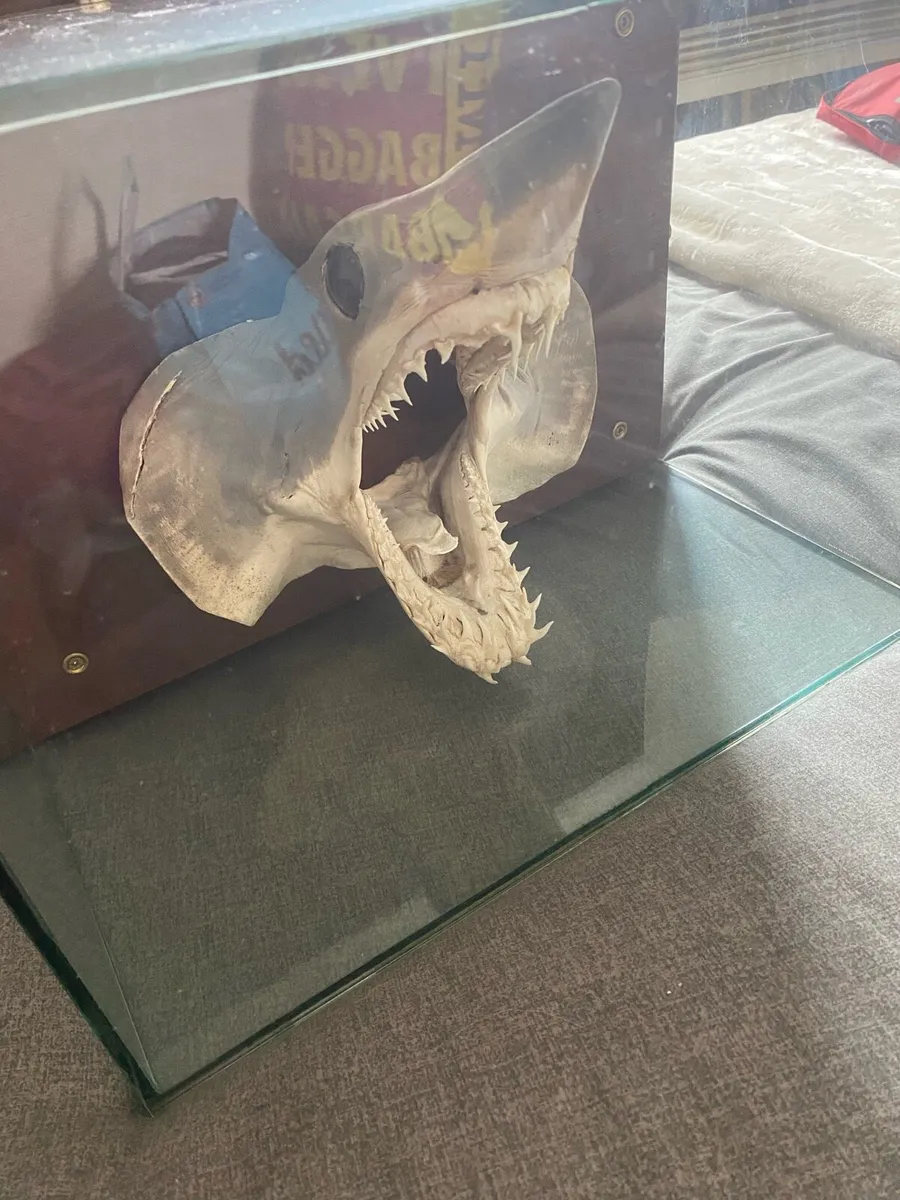 Taxidermy Blue Shark Head - Image 1