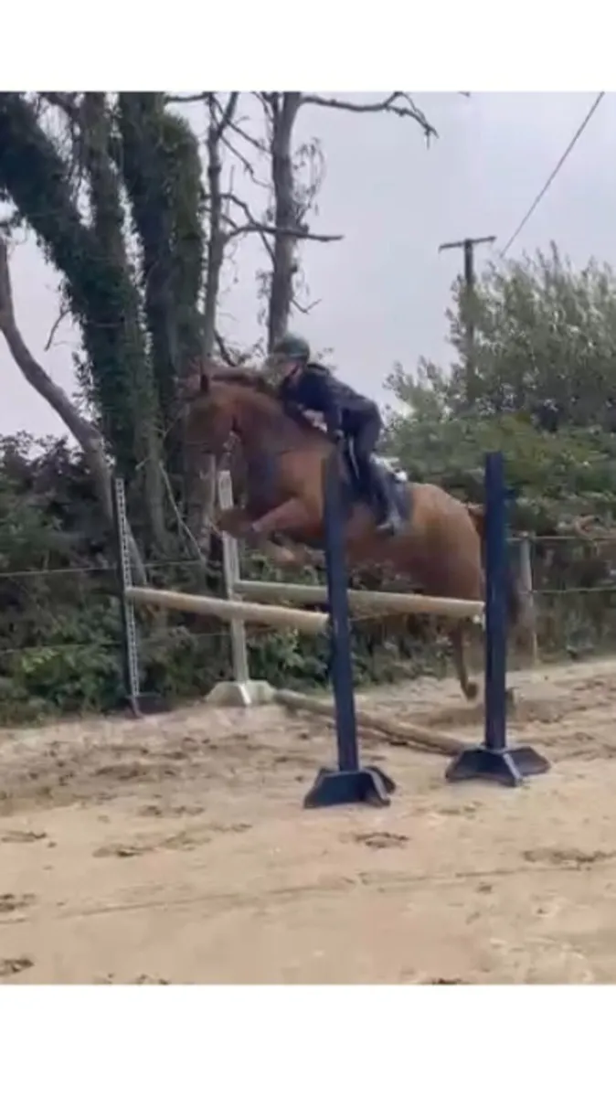Outstanding eventing/SJ prospect - Image 1