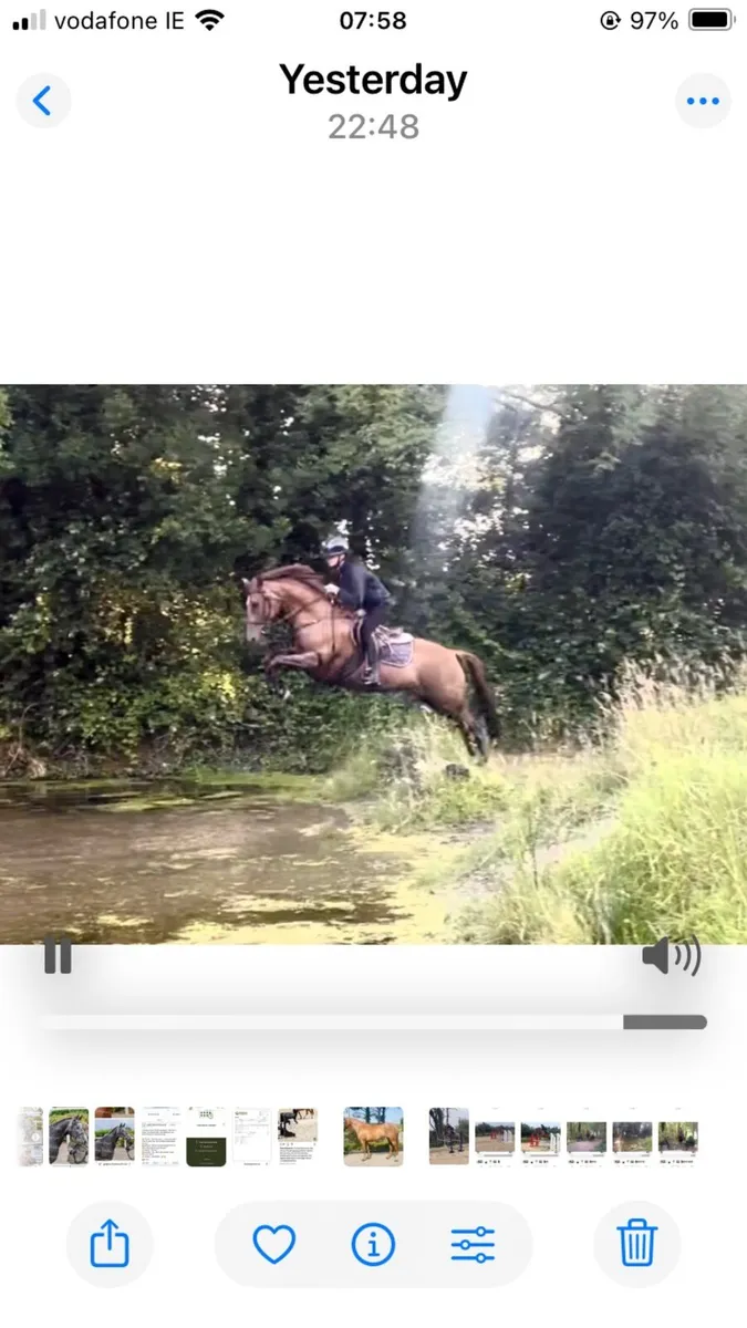 Outstanding eventing/SJ prospect - Image 3
