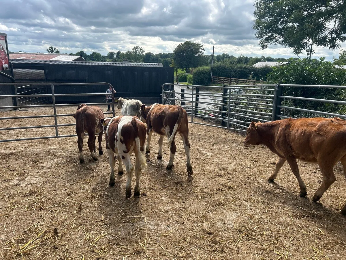 7 super 230 kg continental heifers - Image 1