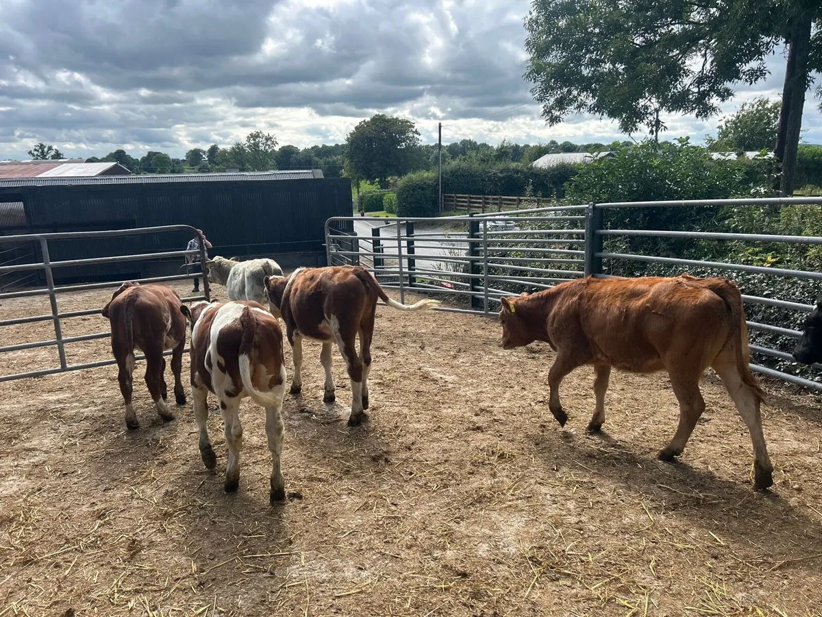 7 super 230 kg continental heifers - Image 2