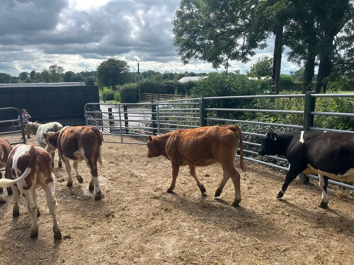 7 super 230 kg continental heifers - Image 3