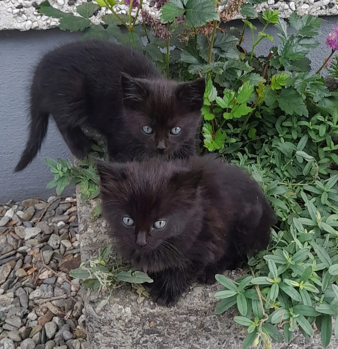 Kittens for sale - Image 1