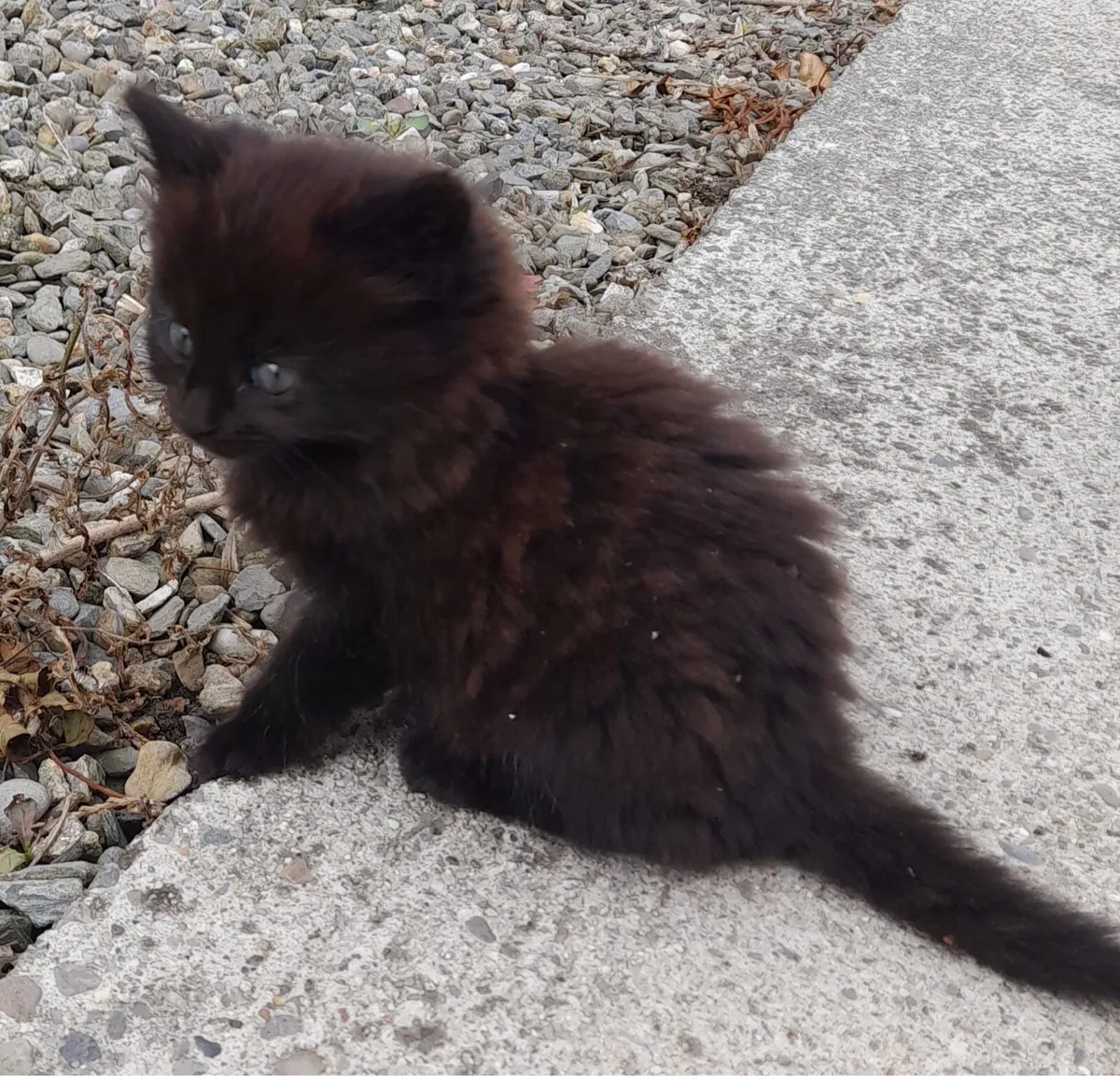 Kittens for sale - Image 2