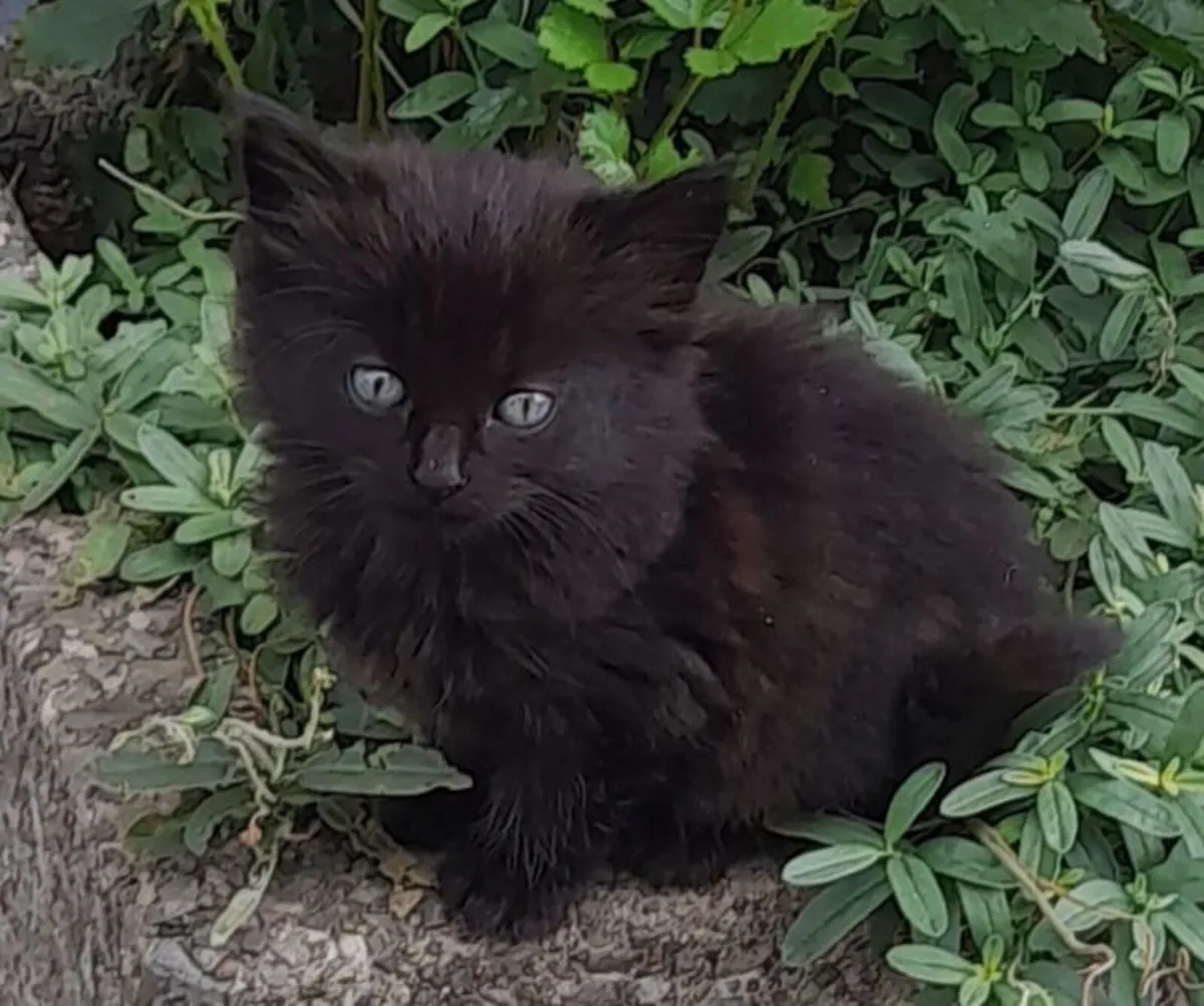 Kittens for sale - Image 3