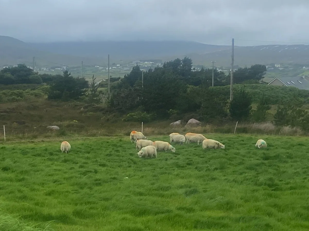 Cheviot ram lambs - Image 1