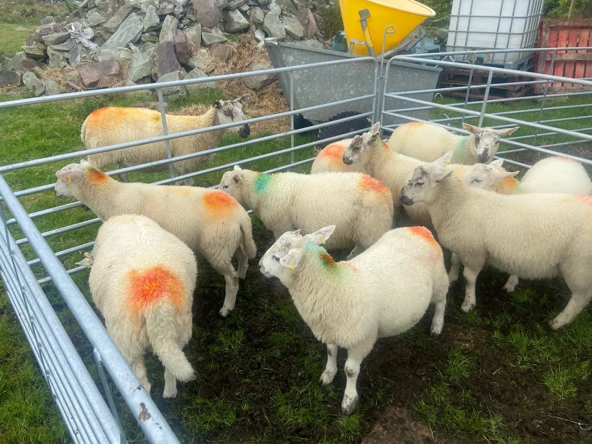 Cheviot ram lambs - Image 2