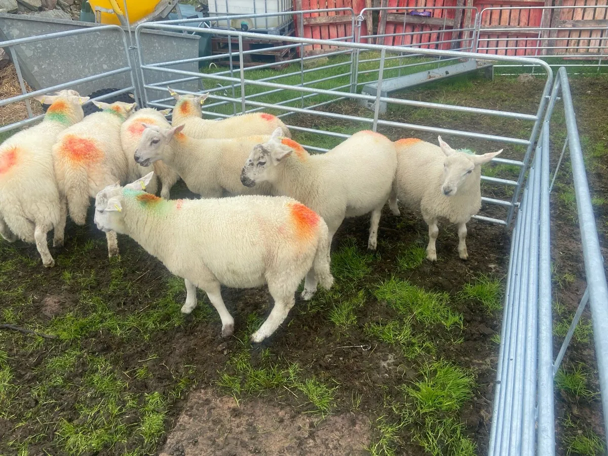Cheviot ram lambs - Image 3