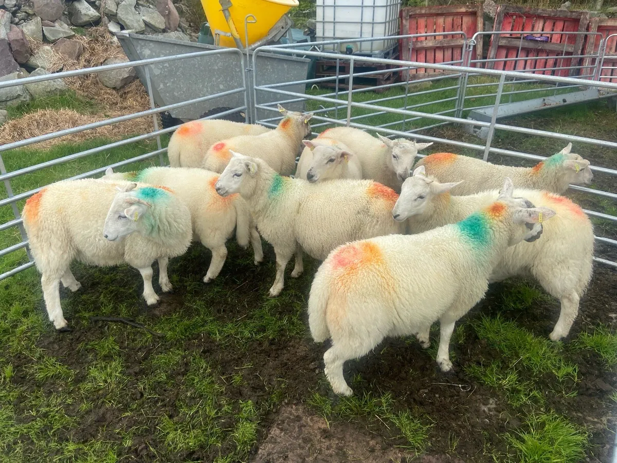 Cheviot ram lambs - Image 4