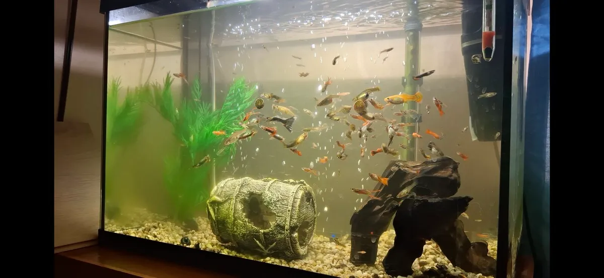 Aquarium fish tank guppies aquael - Image 1
