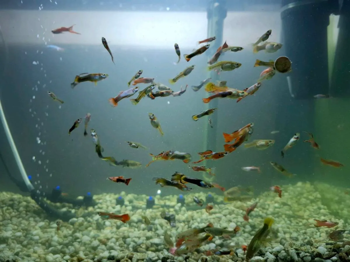 Aquarium fish tank guppies aquael - Image 2