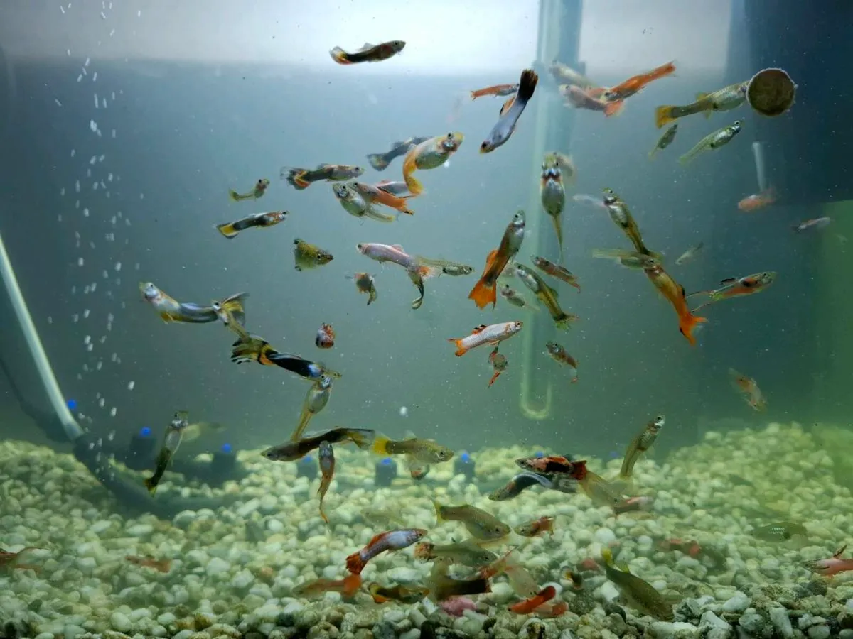 Aquarium fish tank guppies aquael - Image 3