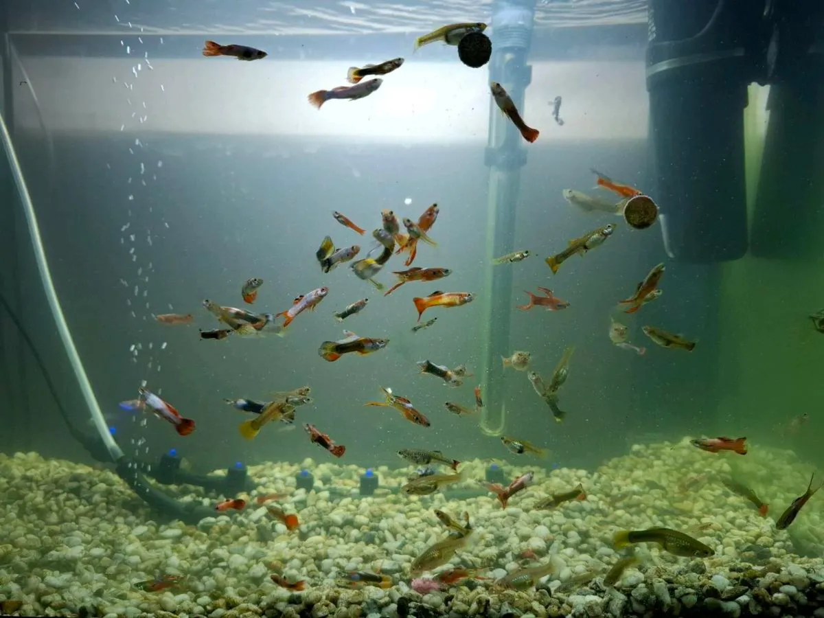 Aquarium fish tank guppies aquael - Image 4