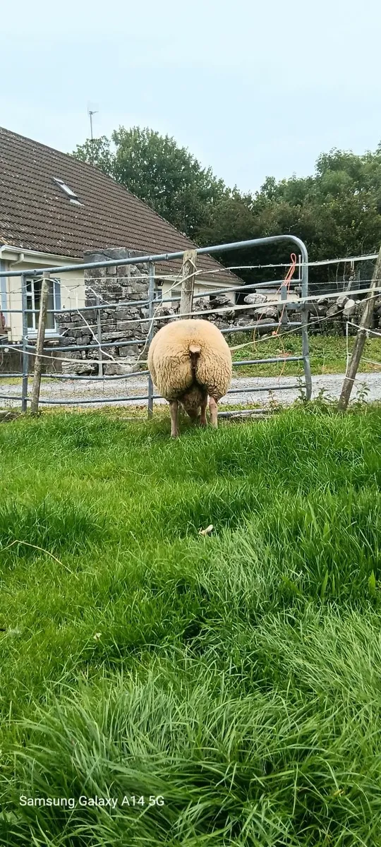 🌟 Five Star Rouge Ram Lambs SIS approved 🌟 - Image 4