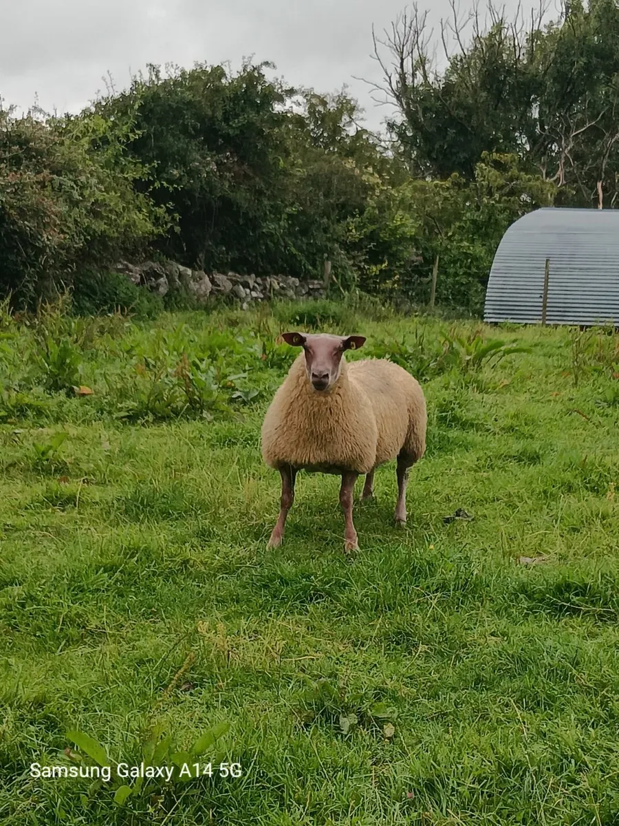 🌟 Five Star Rouge Ram Lambs SIS approved 🌟 - Image 1