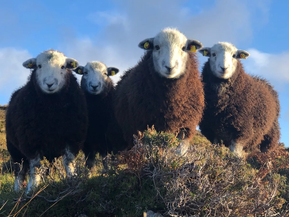 Herdwick ewes / lambs at foot x (6 ewes x 6 lambs - Image 1