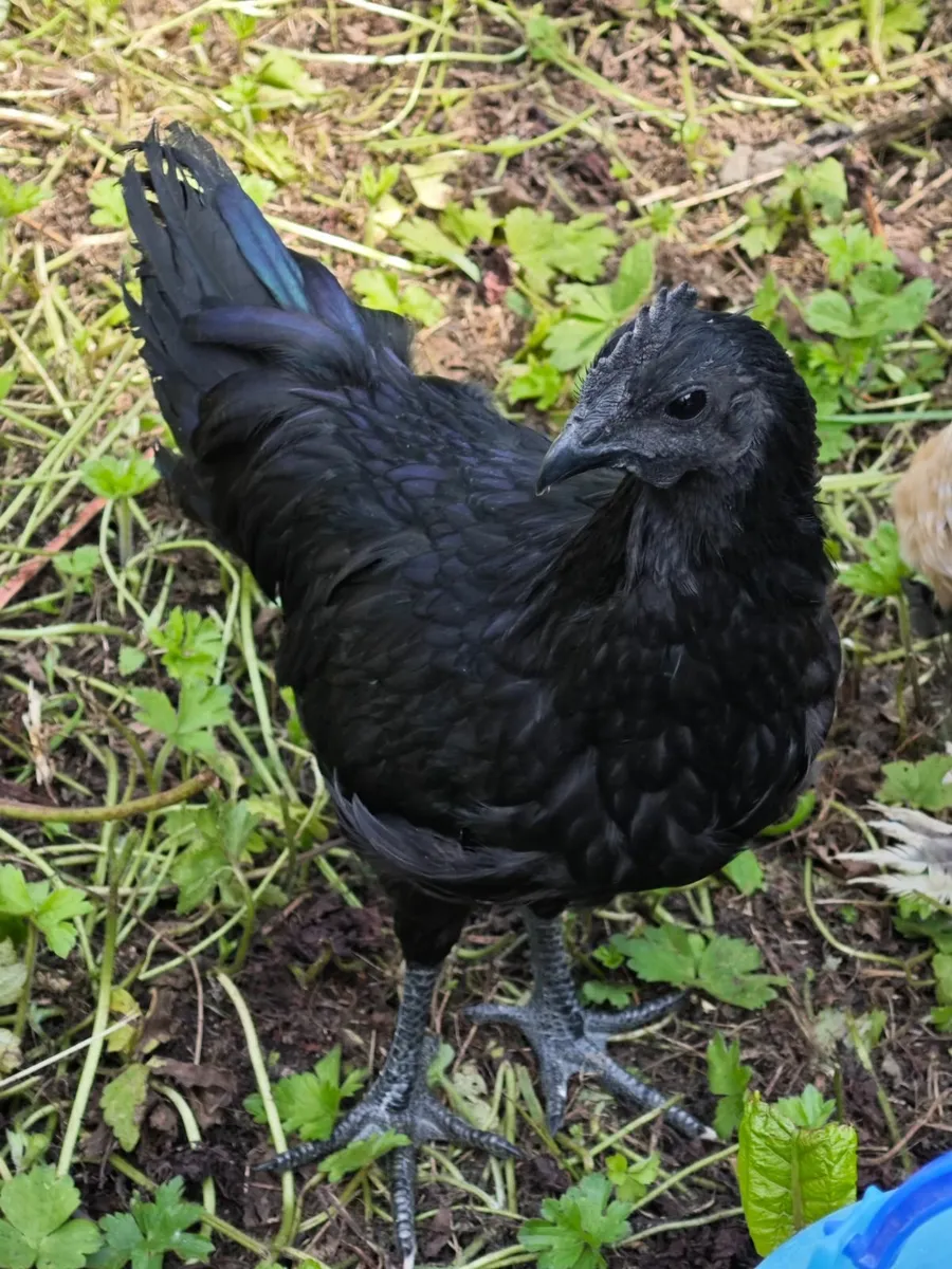 Chicken - Image 1
