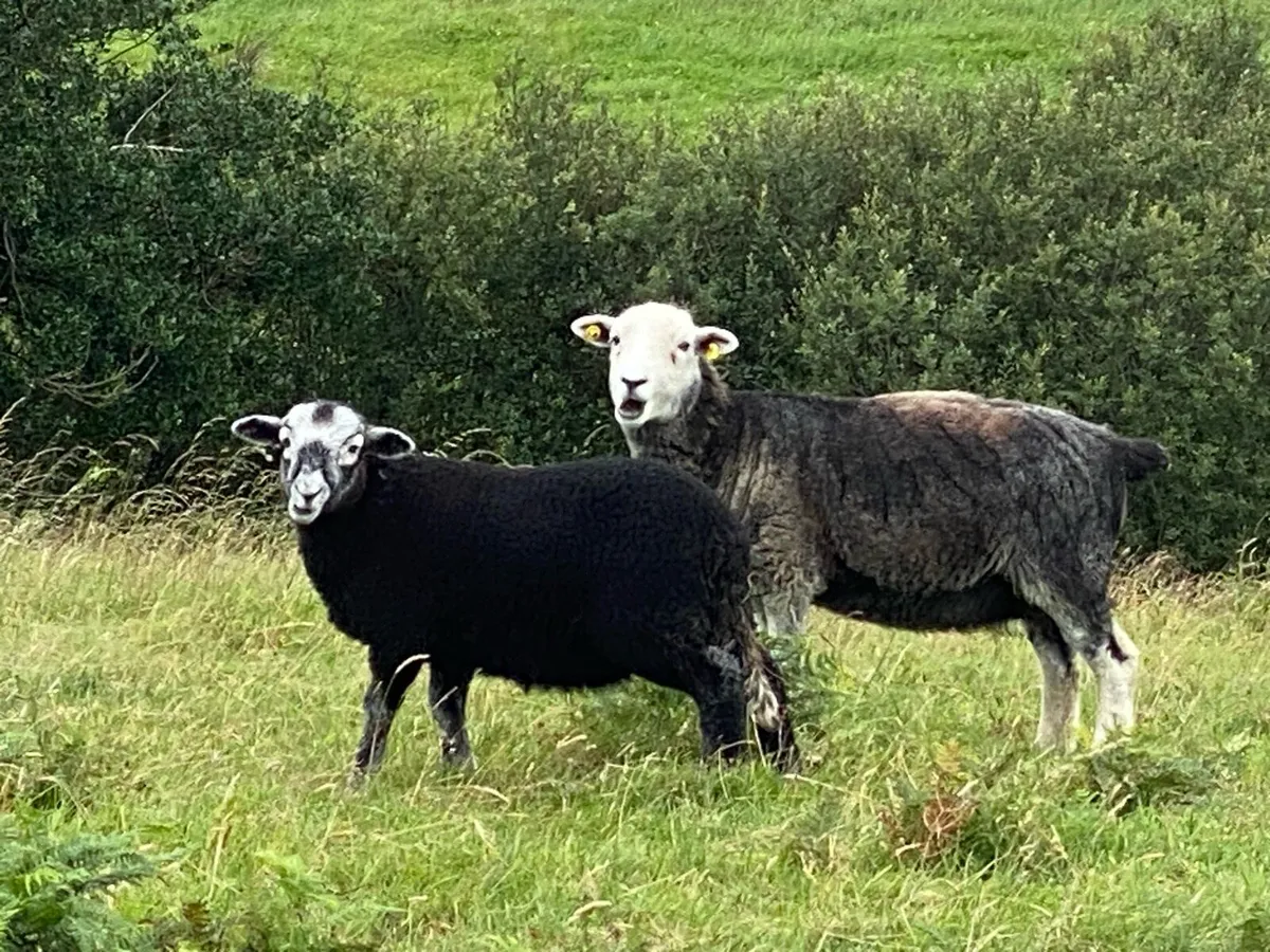 Herdwick ewes / lambs at foot x (6 ewes x 6 lambs - Image 2
