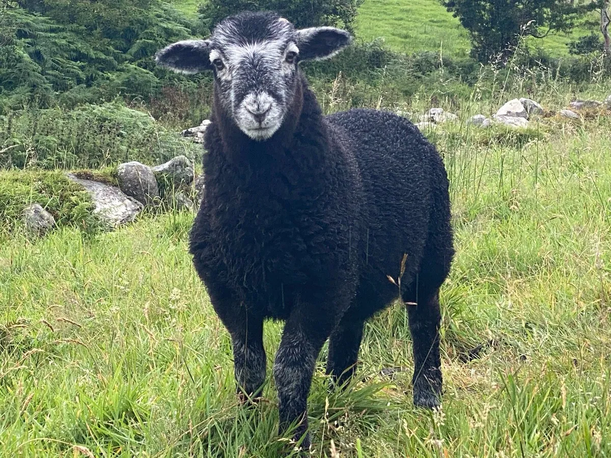 Herdwick ewes / lambs at foot x (6 ewes x 6 lambs - Image 3