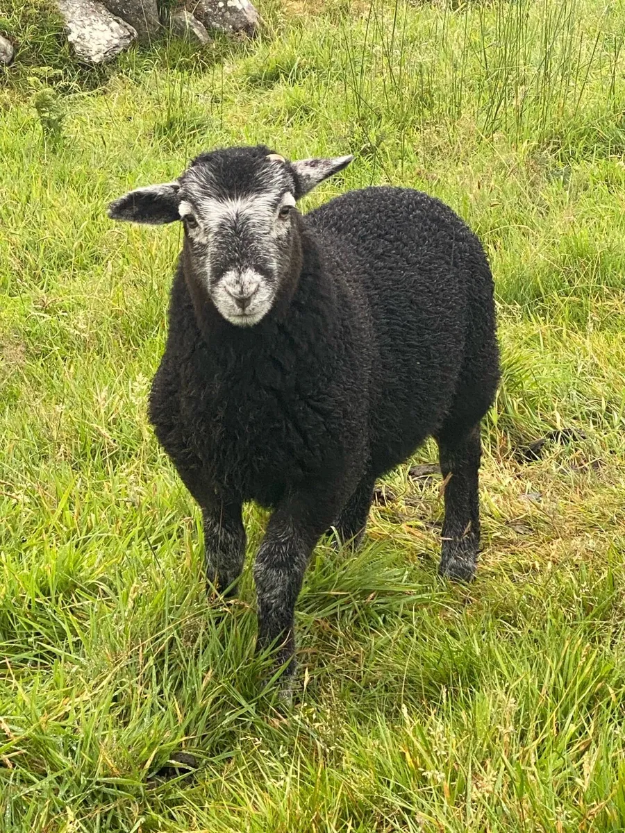 Herdwick ewes / lambs at foot x (6 ewes x 6 lambs - Image 4