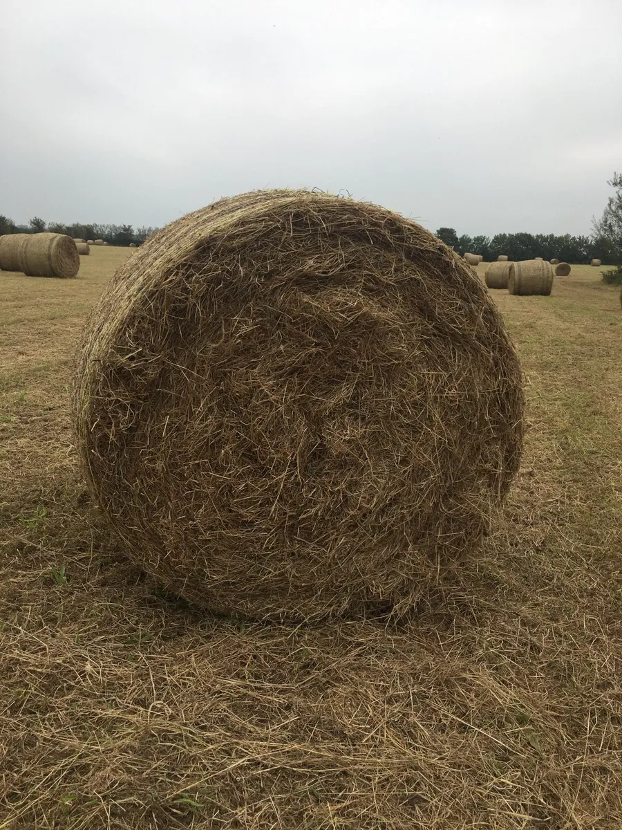 Hay