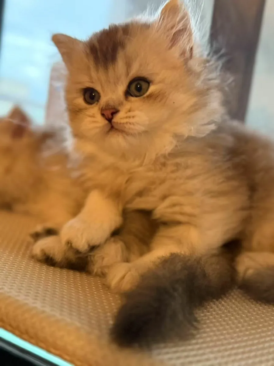British shorthair silver shaded - Image 1