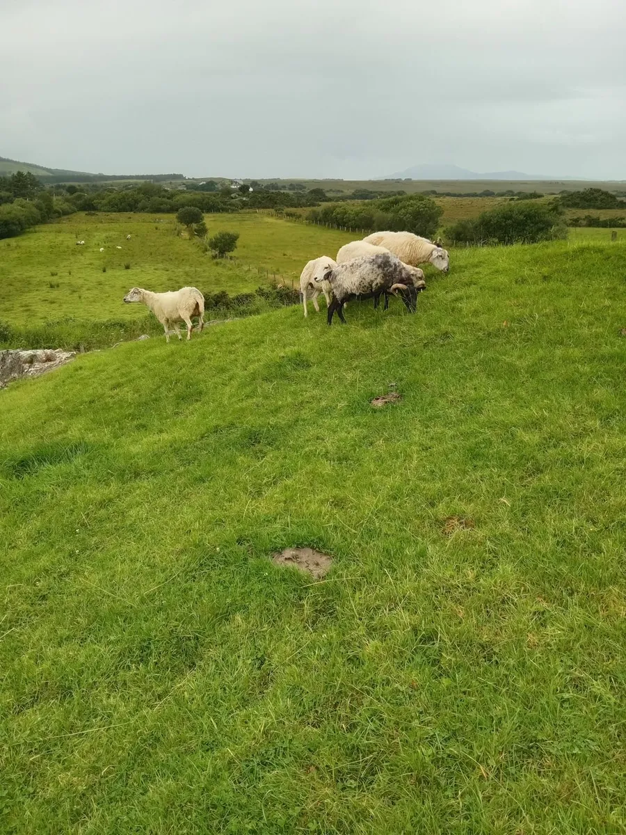 Cull ewes - Image 1