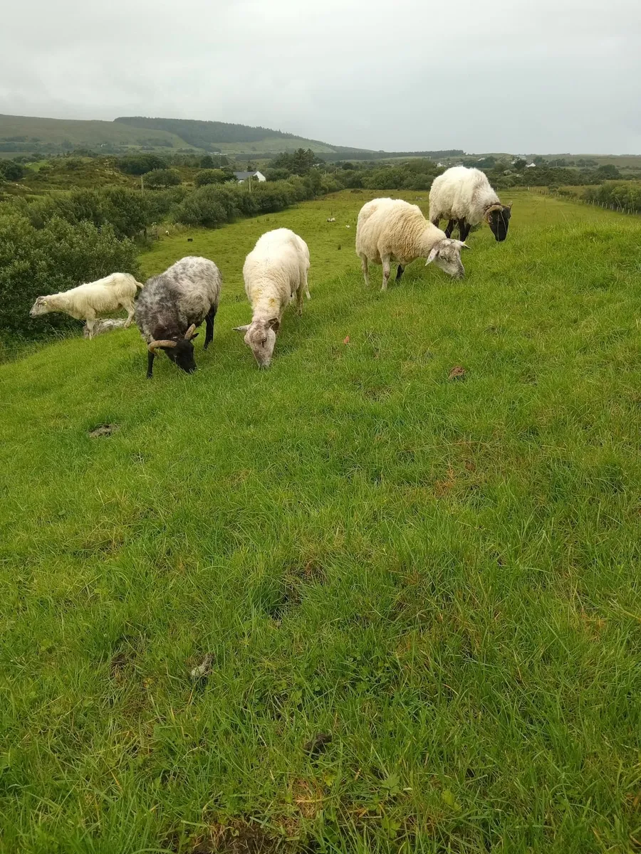 Cull ewes - Image 2