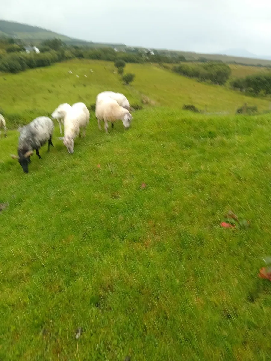 Cull ewes - Image 3