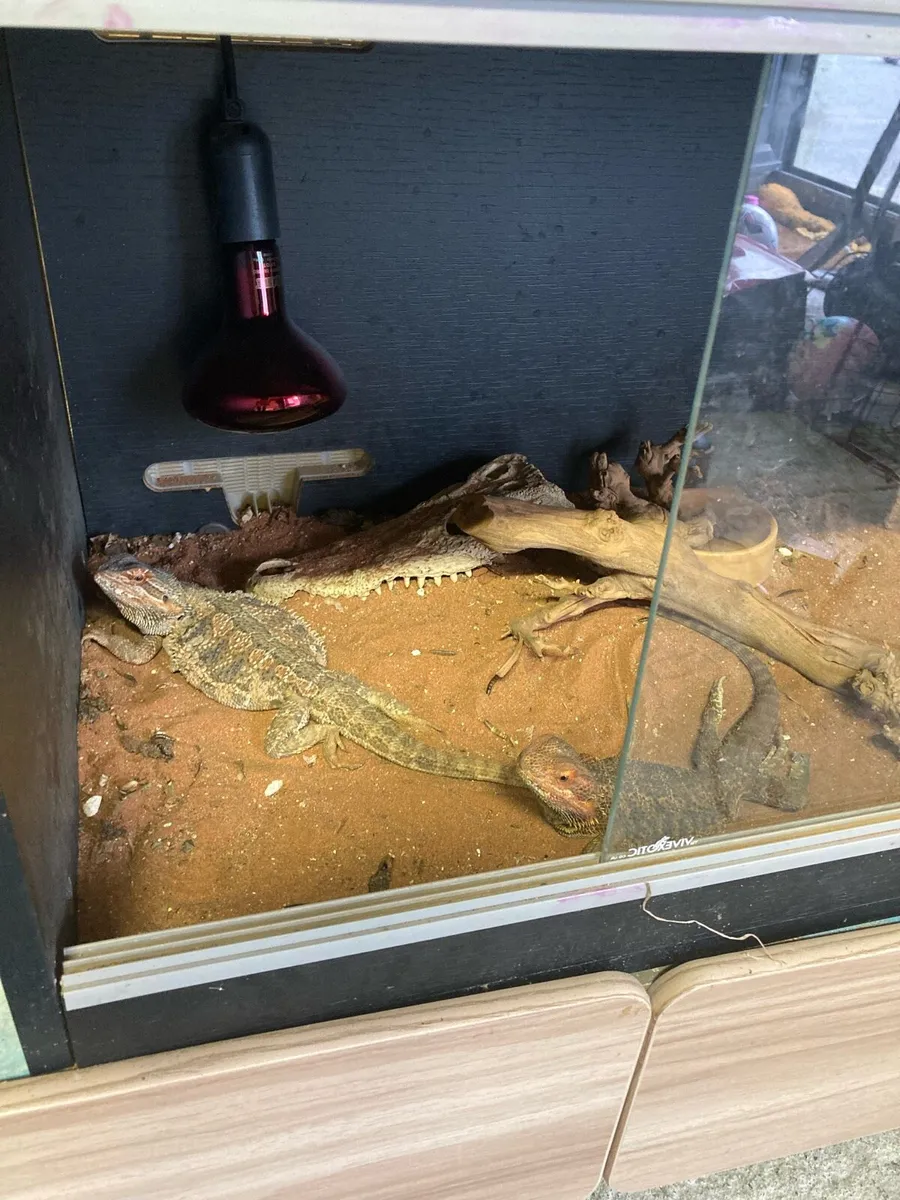 Reptiles and enclosure - Image 1