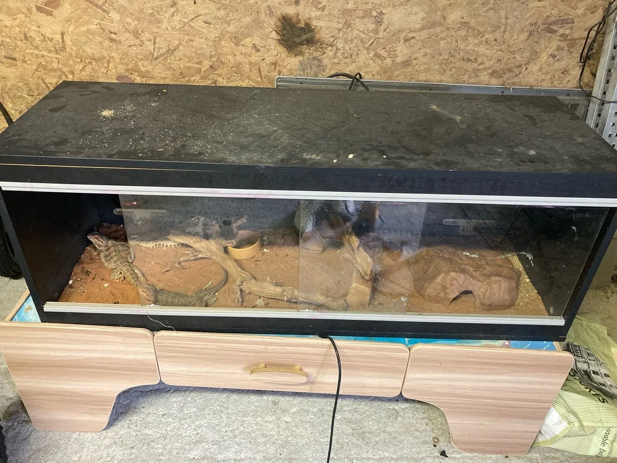 Reptiles and enclosure - Image 2