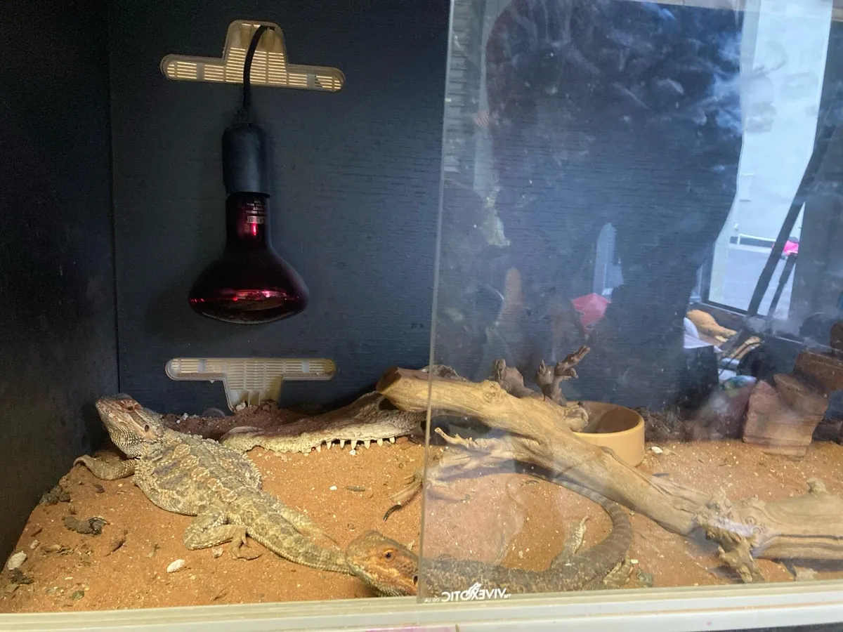 Reptiles and enclosure - Image 3