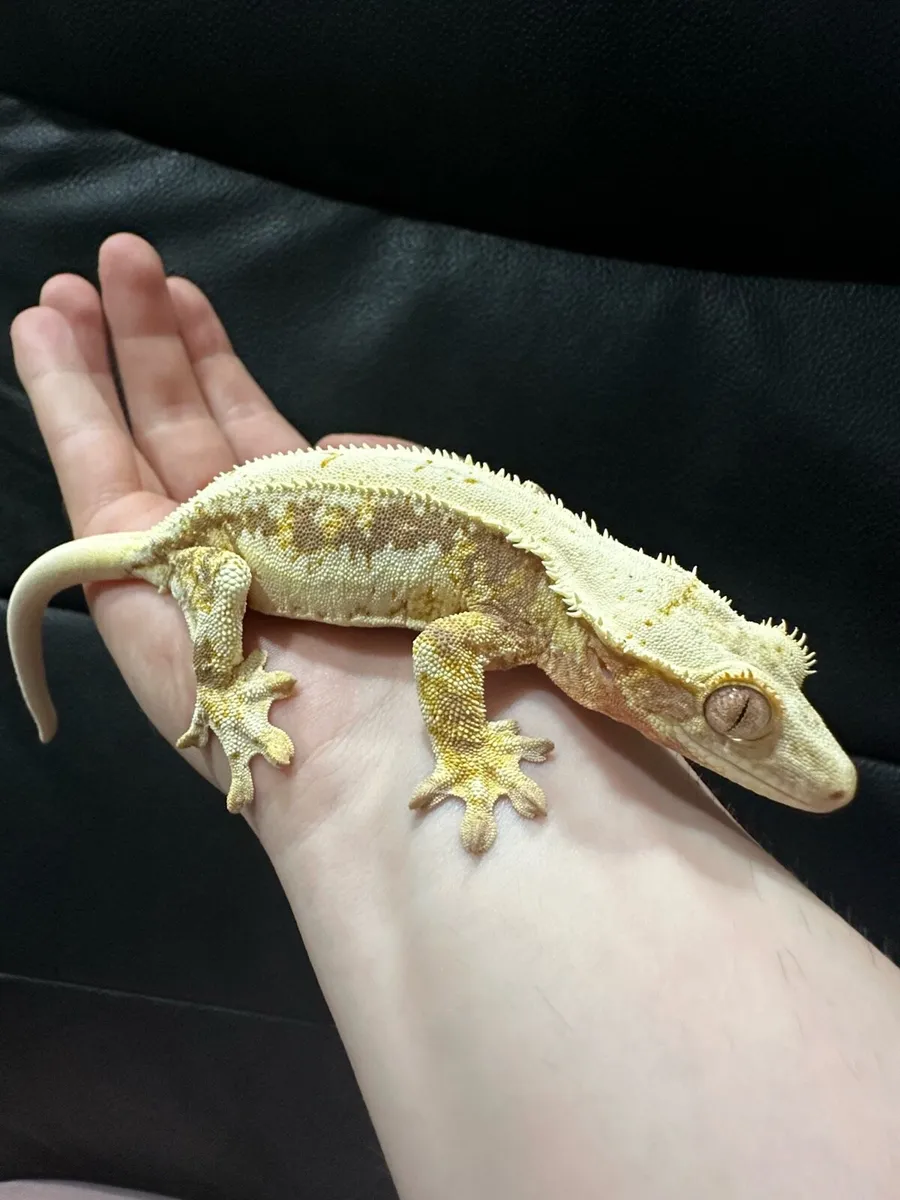 Crested gecko - Image 1